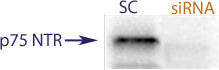 Western Blot data demonstrating successful knockdown of Nerve growth factor receptor / p75NTR in rat cells after treatment with QX35 siRNA (SC = Scrambled Control (Product Number QC1), siRNA = QX35 treatment)