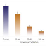 ELISA data demonstrating successful dose responsive knockdown of IL10 in human cells 48 hours after treatment with QX36 siRNA (Control = Scrambled Control (Product Number QC1), siRNA = QX36 treatment)