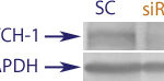 Western blot data demonstrating successful knockdown of Notch-1 in human cells 48 hours after treatment with QX37 siRNA (SC = Scrambled Control (Product Number QC1), siRNA = QX37 treatment)