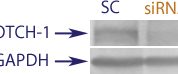 Western blot data demonstrating successful knockdown of Notch-1 in human cells 48 hours after treatment with QX37 siRNA (SC = Scrambled Control (Product Number QC1), siRNA = QX37 treatment)