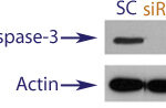 Western blot data demonstrating successful knockdown of Caspase-3 in treated human cells approximately 60 hours after treatment with QX40 siRNA (SC = Scrambled Control (Product Number QC1), siRNA = QX40 treatment)