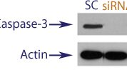 Western blot data demonstrating successful knockdown of Caspase-3 in treated human cells approximately 60 hours after treatment with QX40 siRNA (SC = Scrambled Control (Product Number QC1), siRNA = QX40 treatment)