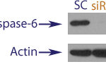 Western blot data demonstrating successful knockdown of Caspase-6 in treated human cells approximately 60 hours after treatment with QX41 siRNA (SC = Scrambled Control (Product Number QC1), siRNA = QX41 treatment)