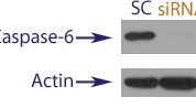 Western blot data demonstrating successful knockdown of Caspase-6 in treated human cells approximately 60 hours after treatment with QX41 siRNA (SC = Scrambled Control (Product Number QC1), siRNA = QX41 treatment)