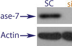 Western blot data demonstrating successful knockdown of Caspase-7 in treated human cells approximately 60 hours after treatment with QX42 siRNA (SC = Scrambled Control (Product Number QC1), siRNA = QX42 treatment)