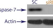 Western blot data demonstrating successful knockdown of Caspase-7 in treated human cells approximately 60 hours after treatment with QX42 siRNA (SC = Scrambled Control (Product Number QC1), siRNA = QX42 treatment)