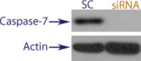 Western blot data demonstrating successful knockdown of Caspase-7 in treated human cells approximately 60 hours after treatment with QX42 siRNA (SC = Scrambled Control (Product Number QC1), siRNA = QX42 treatment)