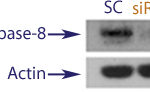 Western blot data demonstrating successful knockdown of Caspase-9 in treated human cells approximately 60 hours after treatment with QX43 siRNA (SC = Scrambled Control (Product Number QC1), siRNA = QX43 treatment)