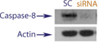 Western blot data demonstrating successful knockdown of Caspase-9 in treated human cells approximately 60 hours after treatment with QX43 siRNA (SC = Scrambled Control (Product Number QC1), siRNA = QX43 treatment)