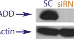 Western blot data demonstrating successful dose responsive knockdown of FADD in treated human cells approximately 60 hours after treatment with QX44 siRNA (SC= Scrambled Control (Product Number QC1), siRNA = QX44 treatment)