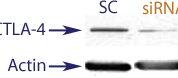 Western blot data demonstrating successful knockdown of CTLA4 in human cells approximately72 hours after treatment with QX47 siRNA (SC = Scrambled Control (Product Number QC1), siRNA = QX47 treatment)