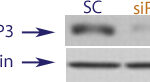 Western blot data demonstrating successful knockdown of Foxp3 in human cells approximately 24 hours after treatment with QX48 siRNA (SC = Scrambled Control (Product Number QC1), siRNA = QX48 treatment)