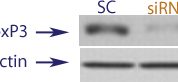 Western blot data demonstrating successful knockdown of Foxp3 in human cells approximately 24 hours after treatment with QX48 siRNA (SC = Scrambled Control (Product Number QC1), siRNA = QX48 treatment)