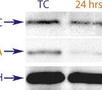 Western blot data demonstrating successful knockdown of ApoE by QX5 at both 24 and 48 hrs post transfection (TC = Transfection Control, SC = Scrambled Control (Product Number QC1), siRNA = QX5 treatment)