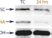 Western blot data demonstrating successful knockdown of ApoE by QX5 at both 24 and 48 hrs post transfection (TC = Transfection Control, SC = Scrambled Control (Product Number QC1), siRNA = QX5 treatment)