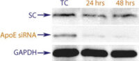 Western blot data demonstrating successful knockdown of ApoE by QX5 at both 24 and 48 hrs post transfection (TC = Transfection Control, SC = Scrambled Control (Product Number QC1), siRNA = QX5 treatment)