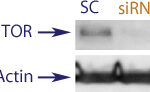 Western blot data demonstrating successful knockdown of mTor in human cells approximately 72 hours after treatment with QX50 siRNA (SC = Scrambled Control (Product Number QC1), siRNA = QX50 treatment)