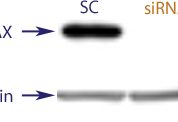 Western blot data demonstrating successful knockdown of BAX by QX6 at 48 hrs post transfection (SC = Scrambled Control (Product Number QC1), siRNA = QX6 treatment)