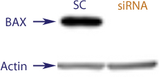 Western blot data demonstrating successful knockdown of BAX by QX6 at 48 hrs post transfection (SC = Scrambled Control (Product Number QC1), siRNA = QX6 treatment)