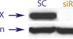 Western blot data demonstrating successful knockdown of BAX by QX9 at 48 hrs post transfection (SC = Scrambled Control (Product Number QC1), siRNA = QX9 treatment)