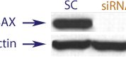Western blot data demonstrating successful knockdown of BAX by QX9 at 48 hrs post transfection (SC = Scrambled Control (Product Number QC1), siRNA = QX9 treatment)