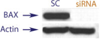 Western blot data demonstrating successful knockdown of BAX by QX9 at 48 hrs post transfection (SC = Scrambled Control (Product Number QC1), siRNA = QX9 treatment)