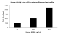 QP1016 CXCL2 / MIP-2