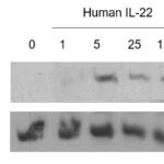 QP1166 IL22 / Interleukin 22