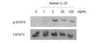 QP1166 IL22 / Interleukin 22