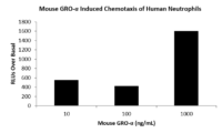 QP1455 CXCL1 / GRO-alpha