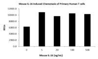 QP5456 IL16 / Interleukin-16