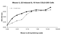 QP5485 IL22 / Interleukin 22