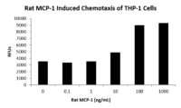 QP5509 CCL2 / MCP-1 / MCP1