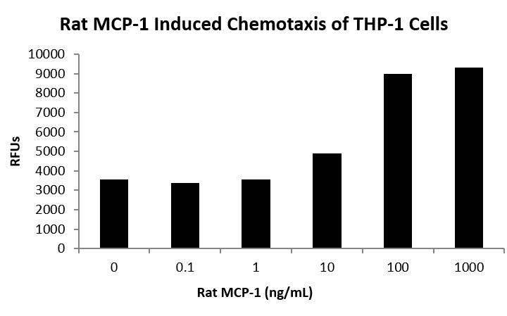QP5509 CCL2 / MCP-1 / MCP1