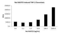 QP5513 CCL5 / RANTES