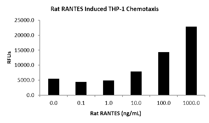 QP5513 CCL5 / RANTES