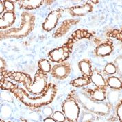 Formalin-fixed, paraffin-embedded Rat Kidney stained with KSP-Cadherin Recombinant Rabbit Monoclonal Antibody (CDH16/1532R)