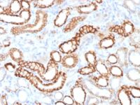 Formalin-fixed, paraffin-embedded Rat Kidney stained with KSP-Cadherin Recombinant Rabbit Monoclonal Antibody (CDH16/1532R)