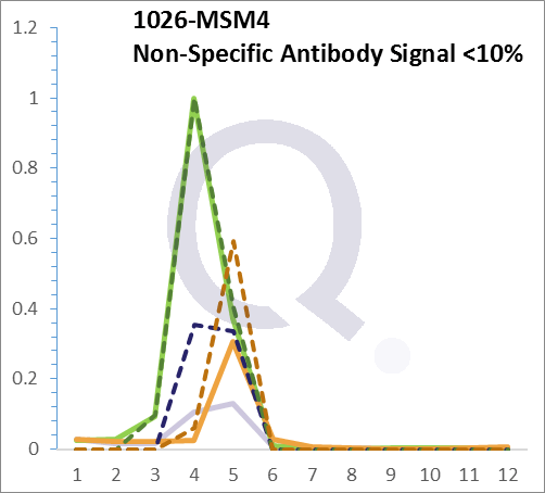 Analysis of Mass Spec data (dashed-line) of fractions stained with p21WAF1 MS-QAVA™ monoclonal antibody [Clone: HJ21] (solid-line), reveals that less than 11.3% of signal is attributable to non-specific binding of anti-p21WAF1 [Clone HJ21] to targets other than CDKN1A protein. Even frequently cited antibodies have much greater non-specific interactions, averaging over 30%. Data in image is from analysis in A431, RT4 and MCF7 cells.