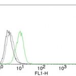 Flow Cytometry of human p27 on HeLa Cells. Black: Cells alone; Grey: Isotype Control; Green: Alexa Fluor® 488-labeled p27 Monoclonal Antibody (SX53G8).