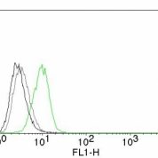 Flow Cytometry of human p27 on HeLa Cells. Black: Cells alone; Grey: Isotype Control; Green: Alexa Fluor® 488-labeled p27 Monoclonal Antibody (SX53G8).