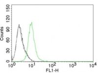 Flow Cytometry of human p27 on Jurkat Cells. Black: Cells alone; Grey: Isotype Control; Green: Alexa Fluor® 488-labeled p27 Monoclonal Antibody (KIP1/769).