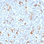 Formalin-fixed, paraffin-embedded Mouse Kidney stained with CFTR Monoclonal Antibody (CFTR/1342).