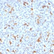 Formalin-fixed, paraffin-embedded Mouse Kidney stained with CFTR Monoclonal Antibody (CFTR/1342).