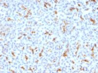 Formalin-fixed, paraffin-embedded Mouse Kidney stained with CFTR Monoclonal Antibody (CFTR/1342).