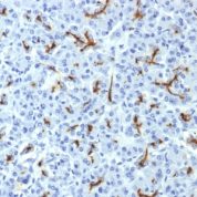 Formalin-fixed, paraffin-embedded Human Pancreas stained with CFTR Monoclonal Antibody (CFTR/1643).