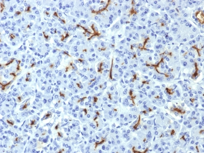 Formalin-fixed, paraffin-embedded Human Pancreas stained with CFTR Monoclonal Antibody (CFTR/1643).