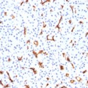 Formalin-fixed, paraffin-embedded Human Pancreas stained with CFTR Monoclonal Antibody (CFTR/1785).