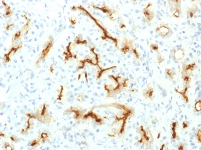 Formalin-fixed, paraffin-embedded Human Pancreas stained with CFTR Recombinant Rabbit Monoclonal Antibody (CFTR/1775R).