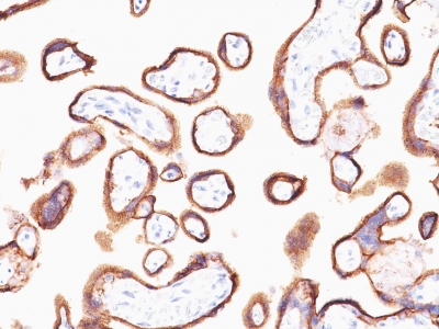 Formalin-fixed, paraffin-embedded human Placenta stained with hCG alpha Monoclonal Antibody (HCGa/53).